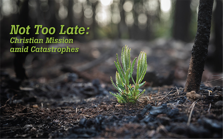 Not Too Late: A hope-filled green sprout emerges from the charred remains of a forest fire.